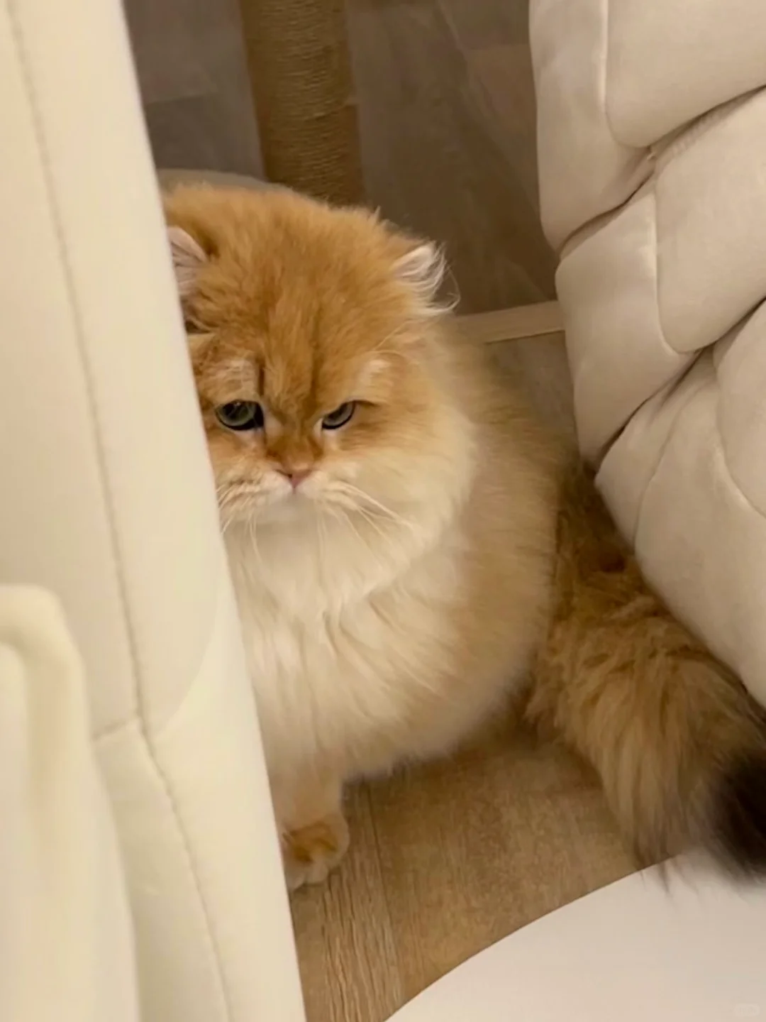 长毛猫不软便就是香香小猫咪～