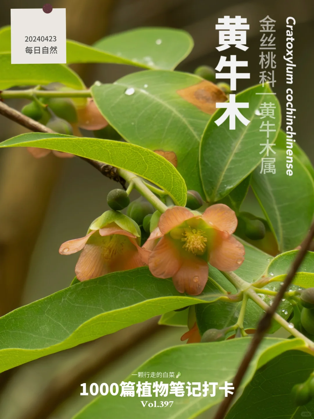 植物笔记397 | 做皇帝印章百姓茶的黄牛木