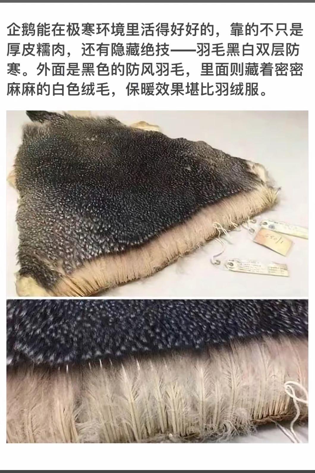 企鹅的绝密保暖秘籍：黑白双层的防风羽绒服！
