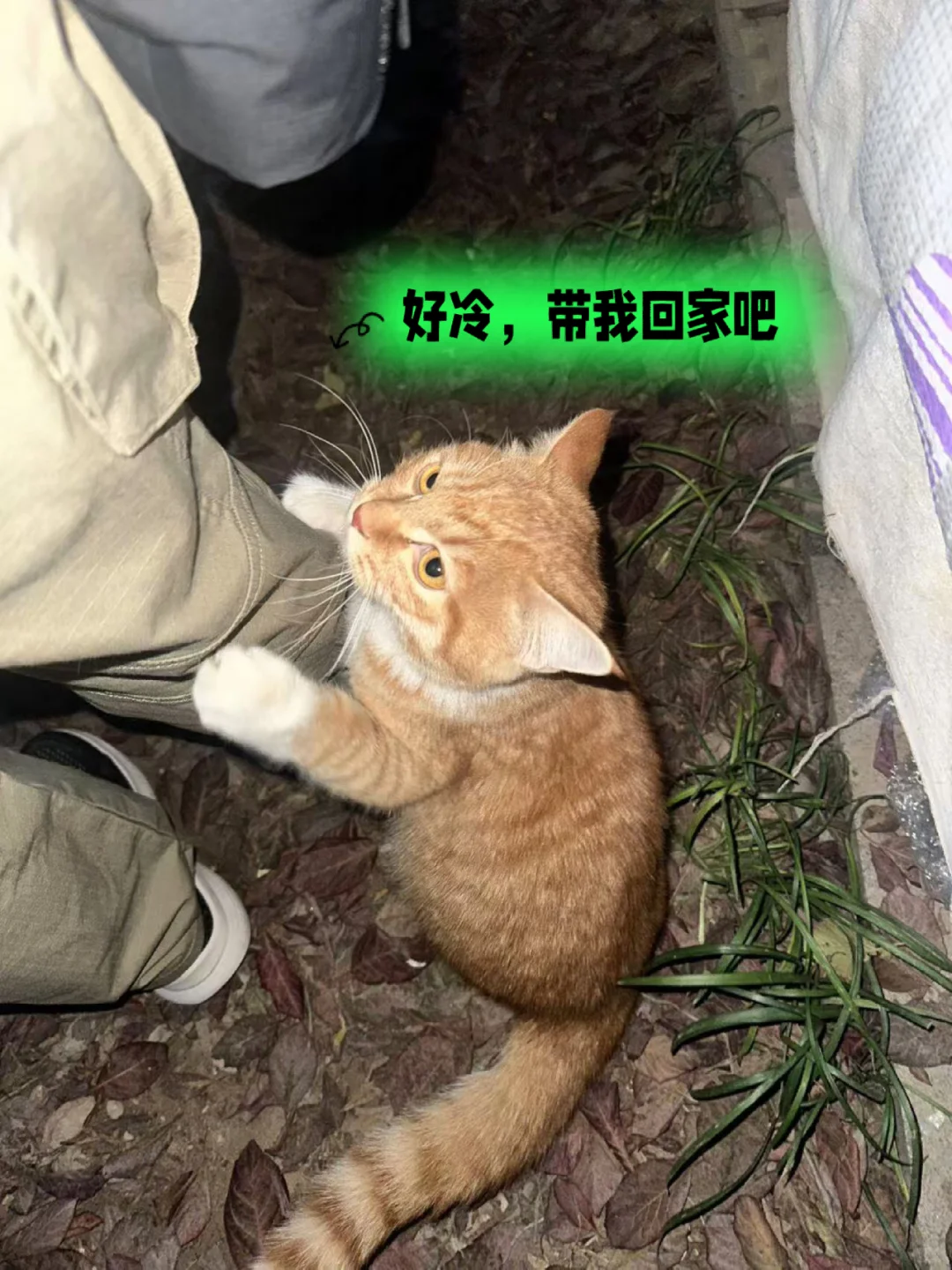 小橘被抛弃冻得抱着路人的腿