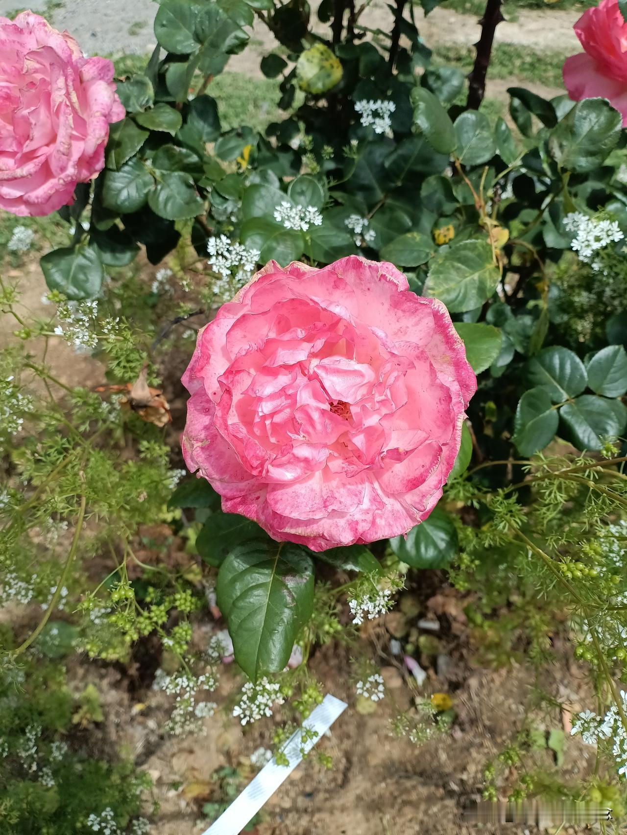 小区绿化带里的花漂亮吗？