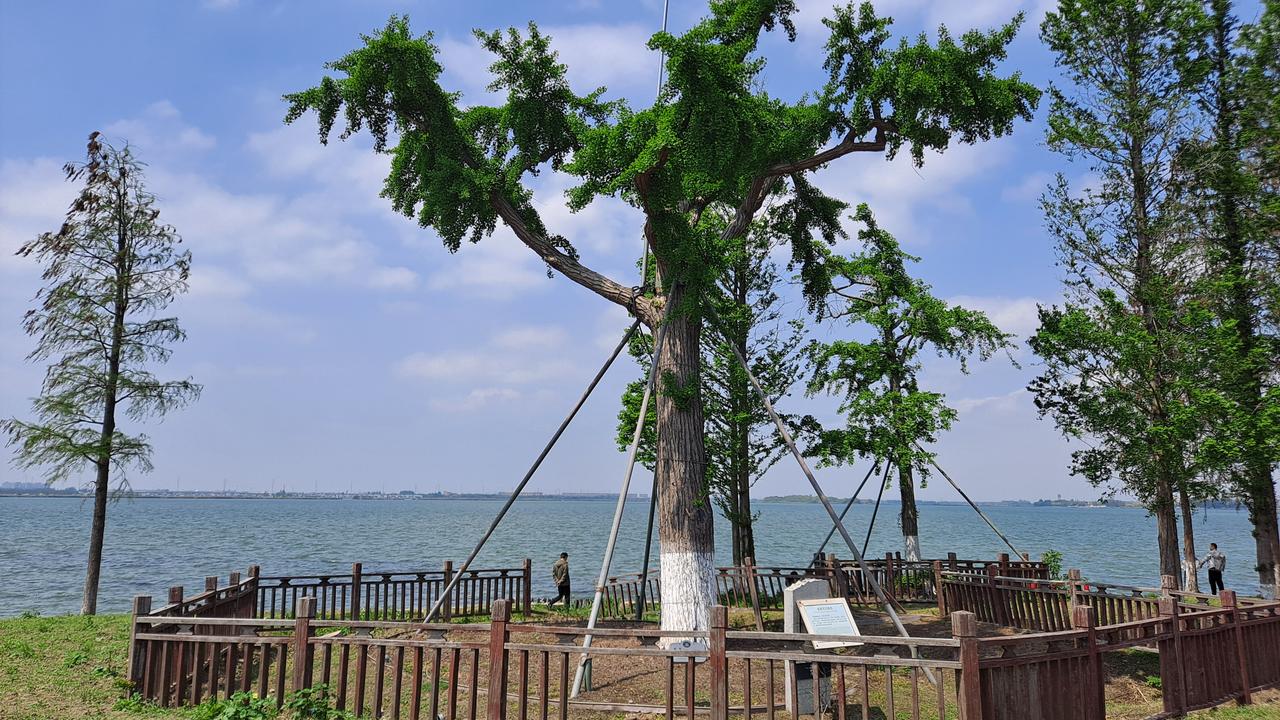美丽的淀山湖