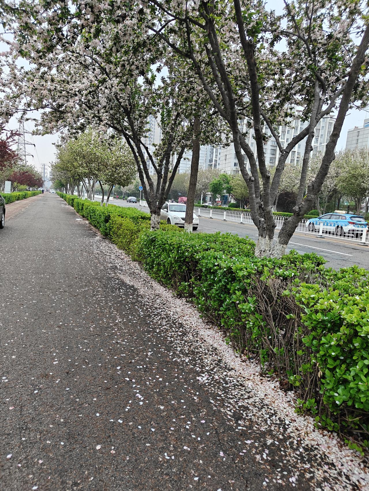 晒图笔记大赛春风有情百花盛开，春雨无意花落云泥。