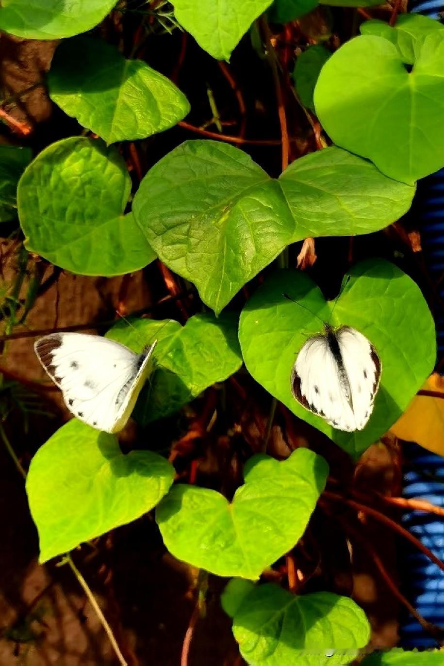 [玫瑰][玫瑰]瞧那两只小白蝴蝶，静静地停落在绿叶之上，画面静谧而和谐，宛如大自