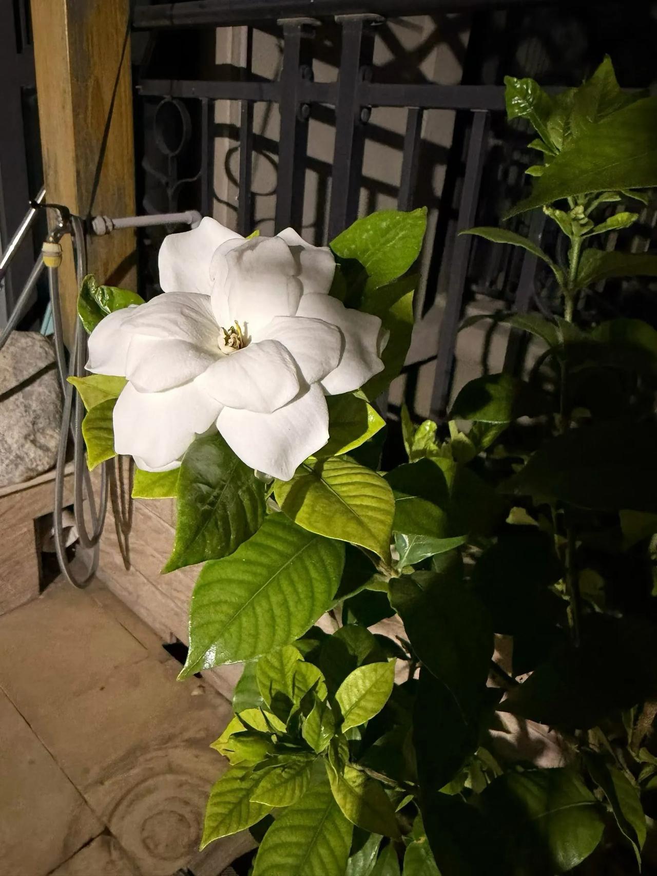 ，什么花都行
在朋友的饭店拍摄的，朋友们请指教，这是什么花？
头条首发