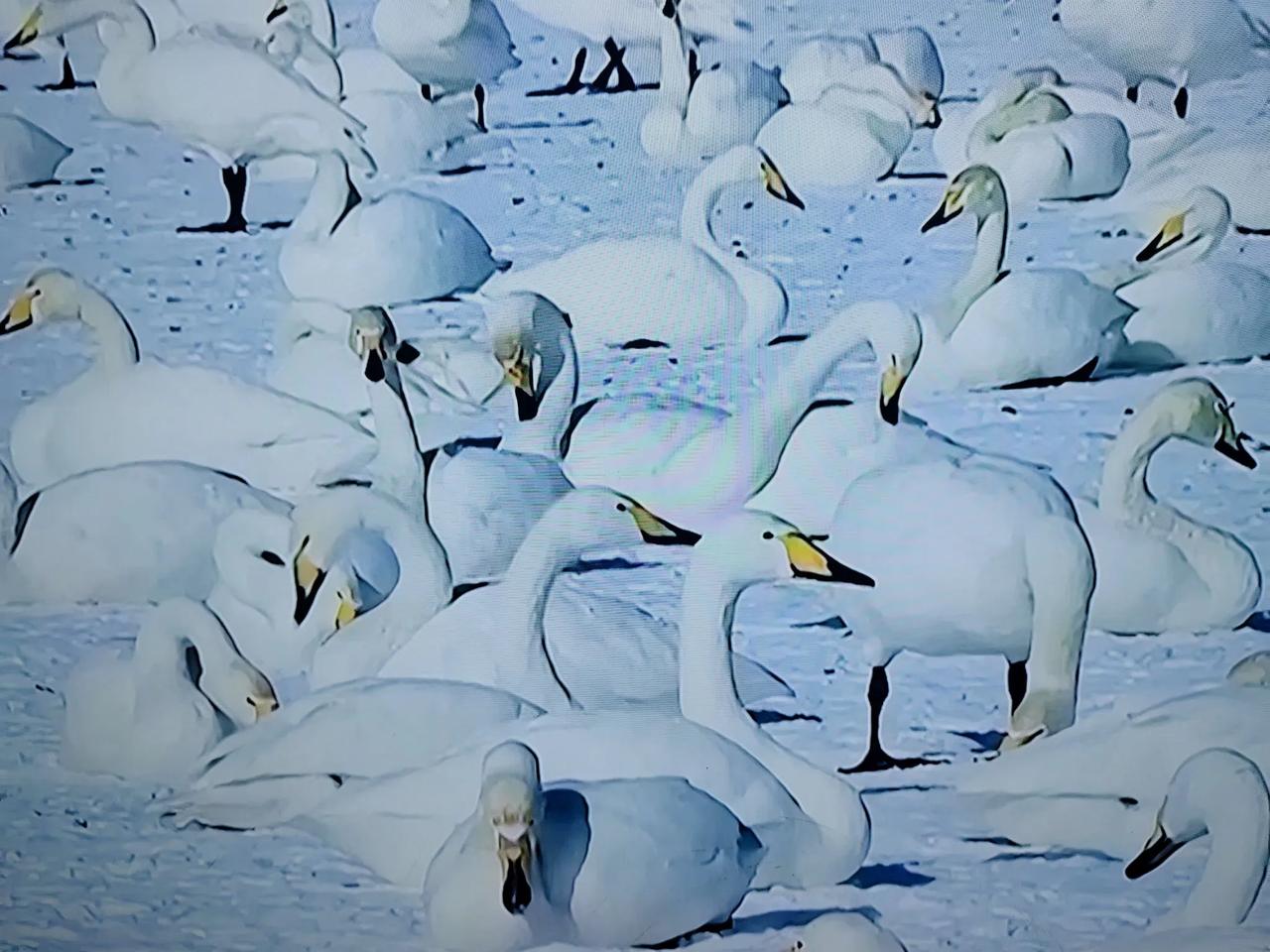 看看你相册里的天鹅照片栖息的天鹅