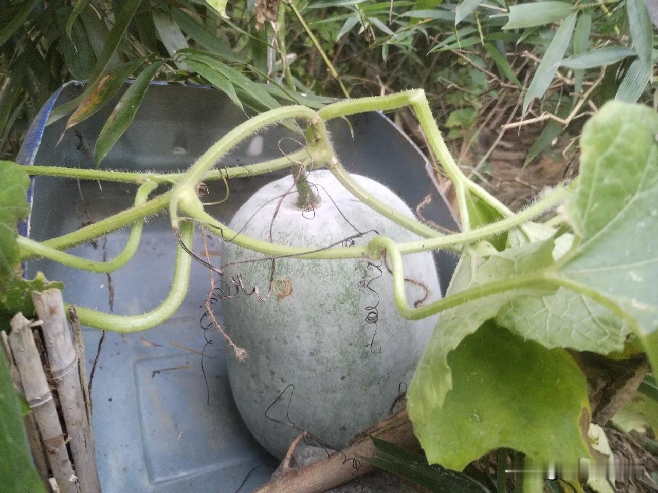 去年冬瓜种多了，大大小小摘了200多个，送人不少，还是吃不完，最后烂了几个，丢进