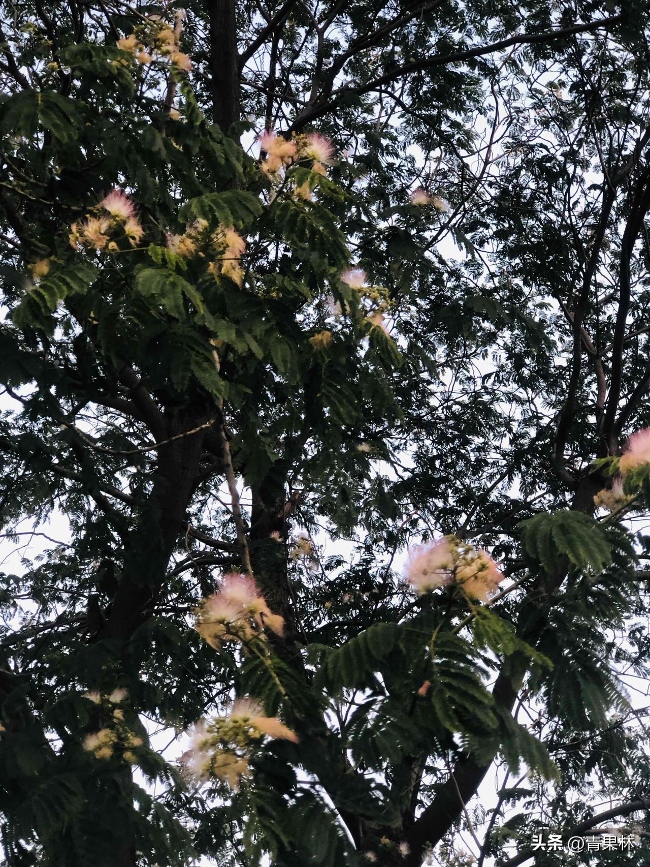 晒图笔记大赛下班随手一拍，街边的合欢花开得正好，细碎绒花氛围感拉满，平凡日子里藏