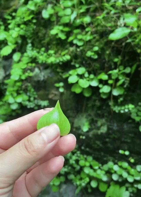 看到网友发的树叶视频，第一次看到这种能滋水的树叶，像玩具一样好玩，在黑龙江都没见