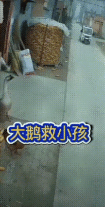 “真是神了！”救命的英雄，竟然是一只大鹅！
家里小孩兴奋地从屋里往外冲，径直往门