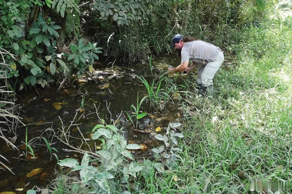 几乎"灭绝"的鱼突然回来了2024年，在玻利维亚北部一块被农田包围的林地里，消失