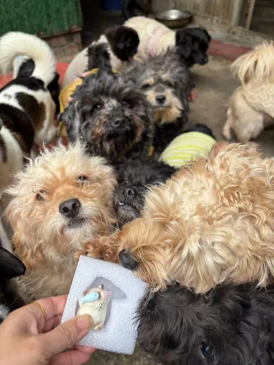 人，可以用小咪盲盒换一斤狗粮吗？