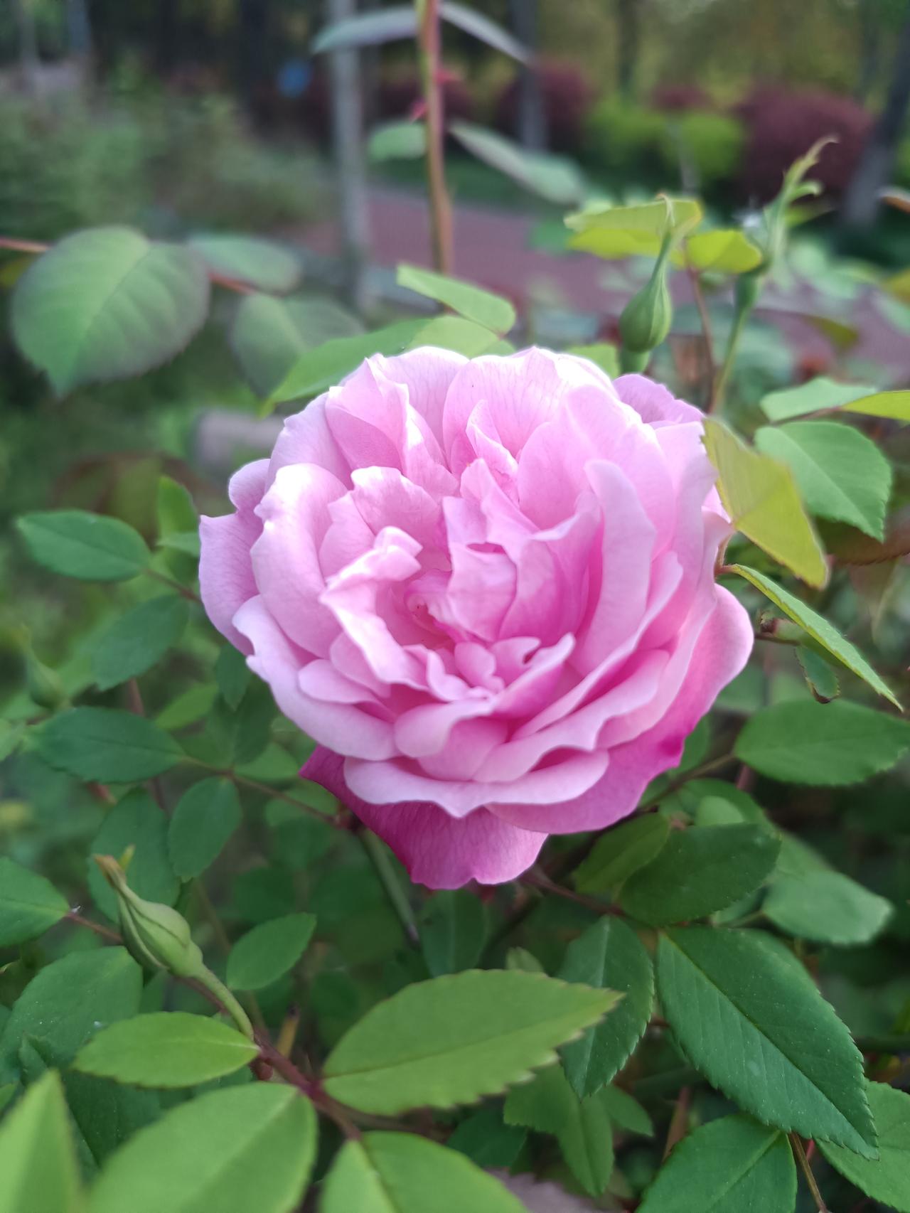 春天的花，
五彩缤纷，
美不胜收。
近段经常拍花，
感觉拍照技术提升了不少，
熟