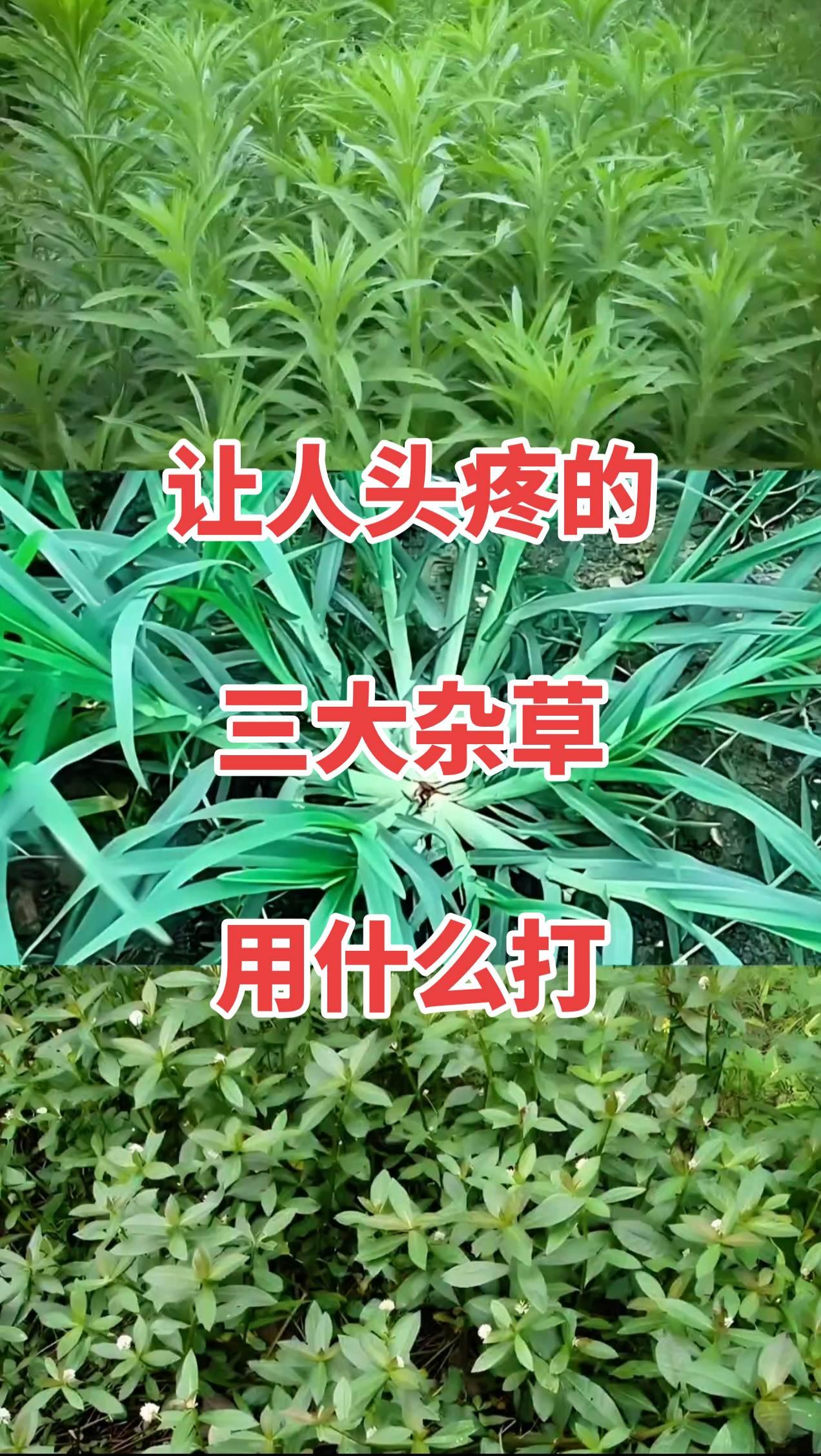 水花生、牛筋草、小飞蓬是最让人头疼的三大杂草：
第一名水花生，肥水丰富就会疯长，