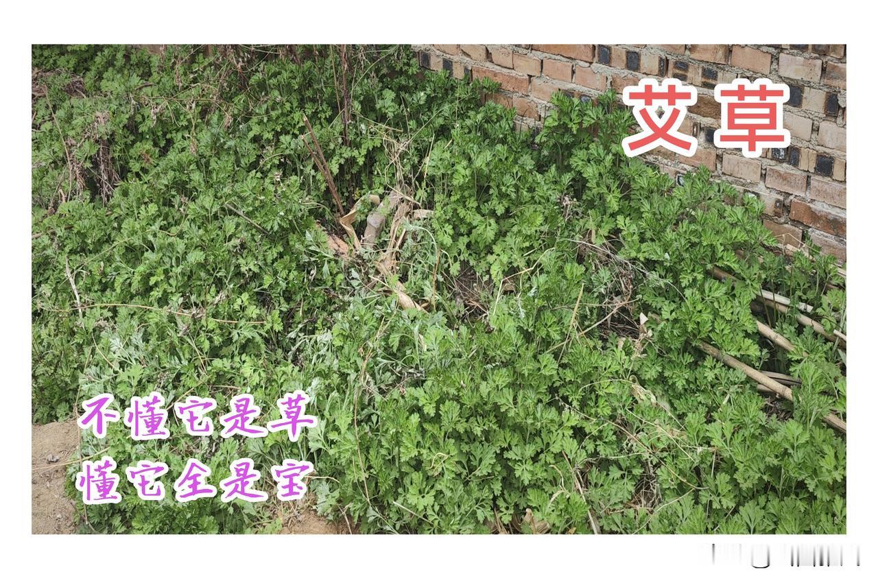 农村墙角的“野草”，我摘来做茶，朋友笑我傻，如今追着要

五一回村，瞅见墙角那片