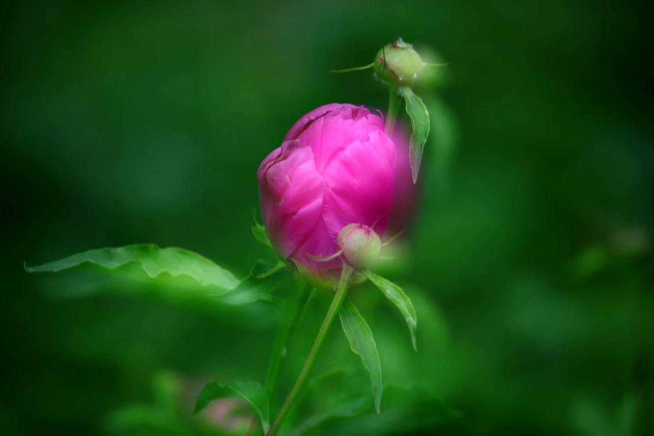 藏在绿意里的浪漫，不慌不忙，静待花开，岁月温柔，岁岁安然🌿
