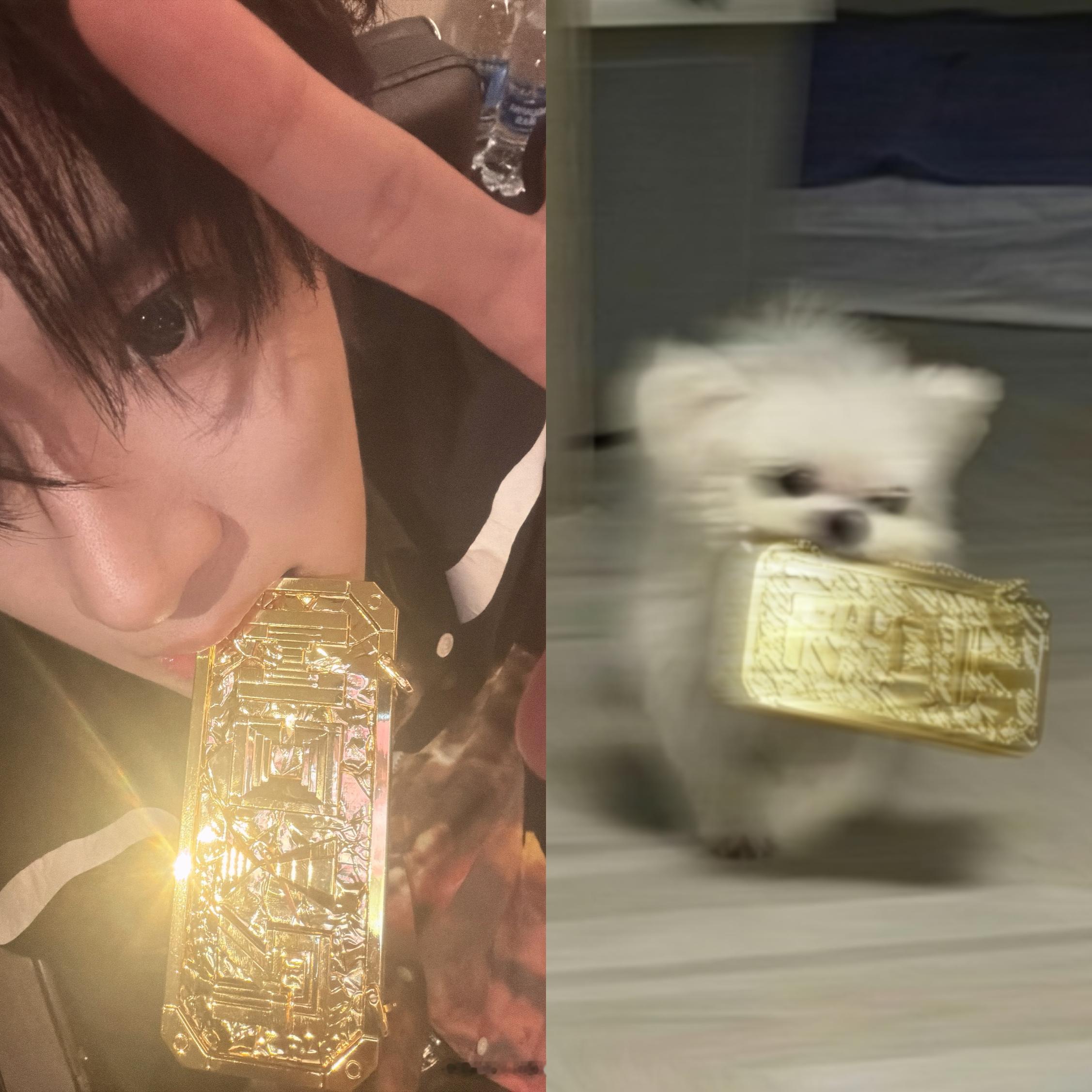 我的小狗应该是天使。 