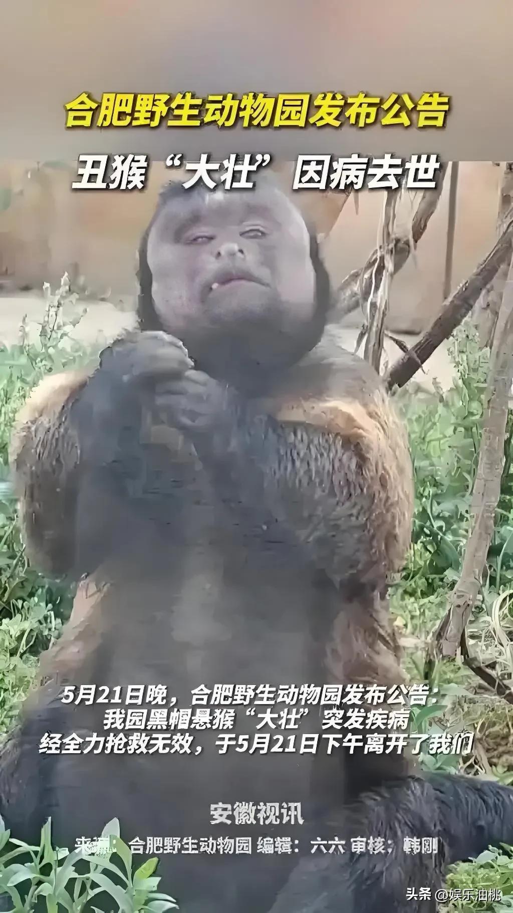 明星猴“大壮”正值家庭幸福事业有成时，却不幸去世。

去年刚结的婚，上个月刚生的