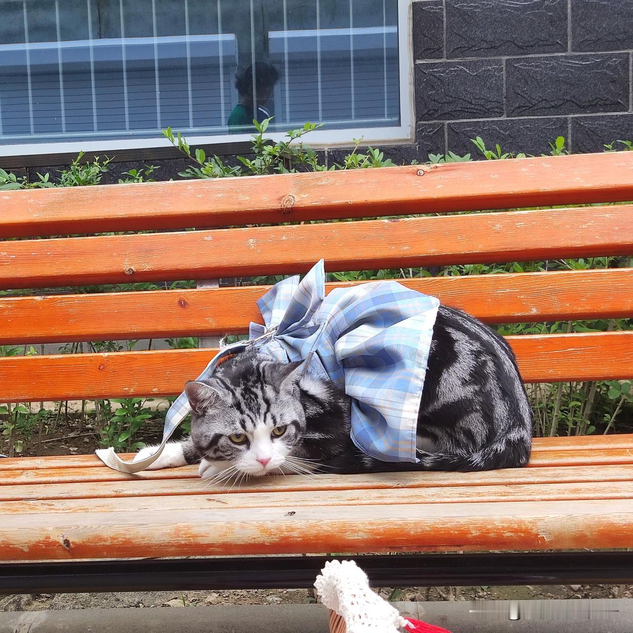 这是我家猫的颜值巅峰期，正值壮年，性别也正常[笑哭]