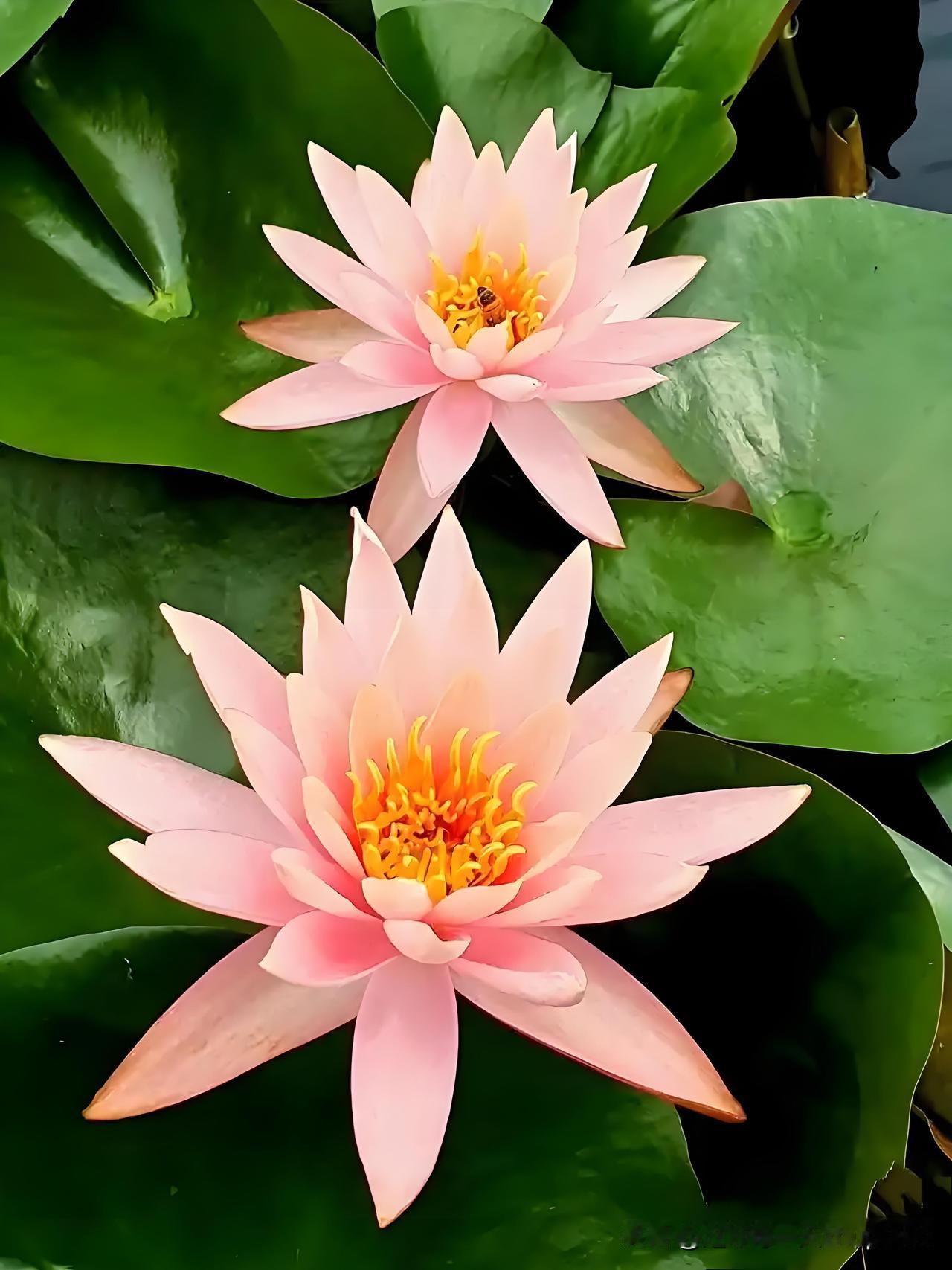 《池莲初著数花》
——宋・周紫芝
数枝临水见纤娥，
新采红蓝染袜罗。
传语薰风莫
