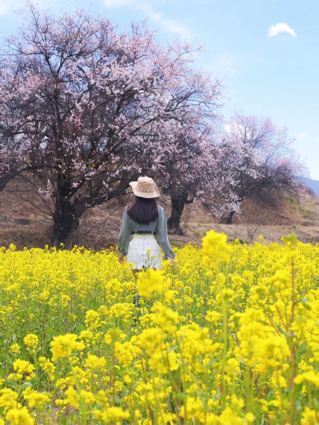 🌸邂逅川藏线桃花节，赴一场春日花事