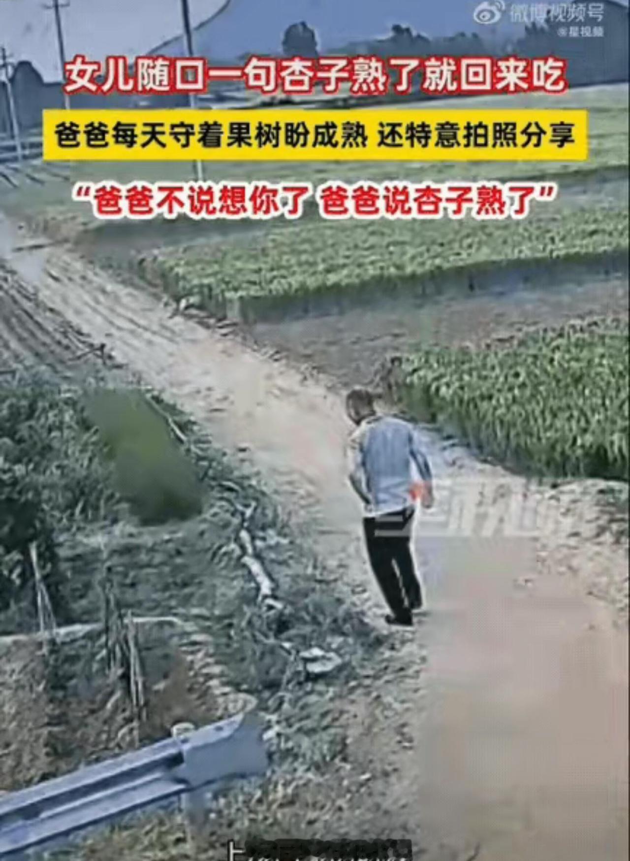 瞬间破防！山东泰安，女生回家时随口和父亲聊起家常，轻轻说了一句：等杏熟了我就回来