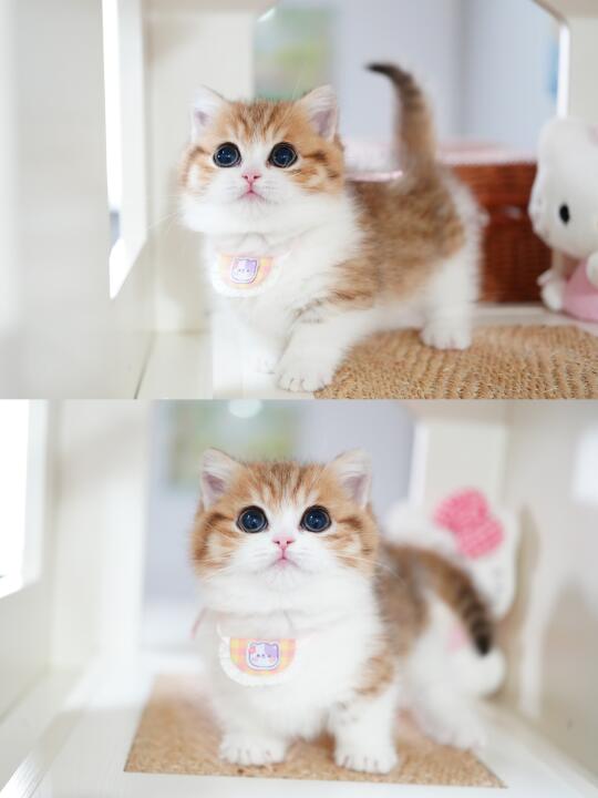 可爱的猫咪🐈
