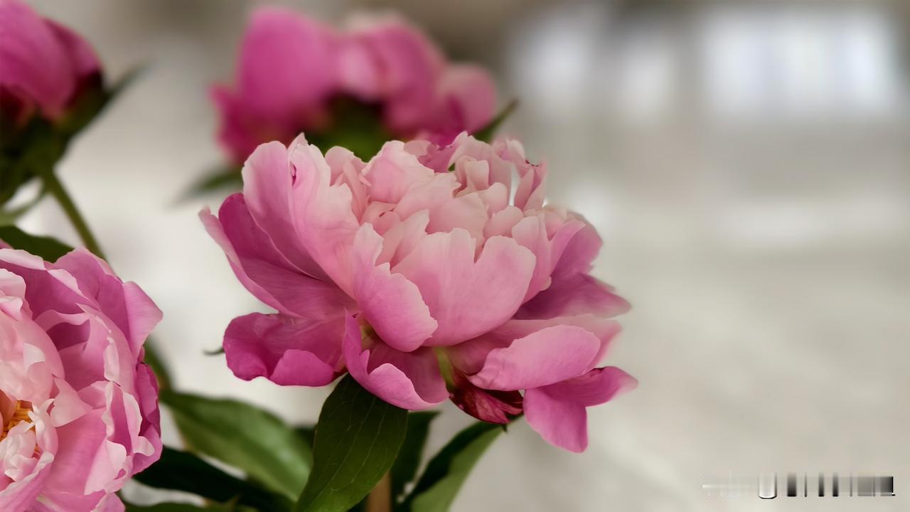 买的芍药鲜切花昨天晚上到了。
我把它放到花瓶里醒了一夜。
今天早上起来修剪好了，
