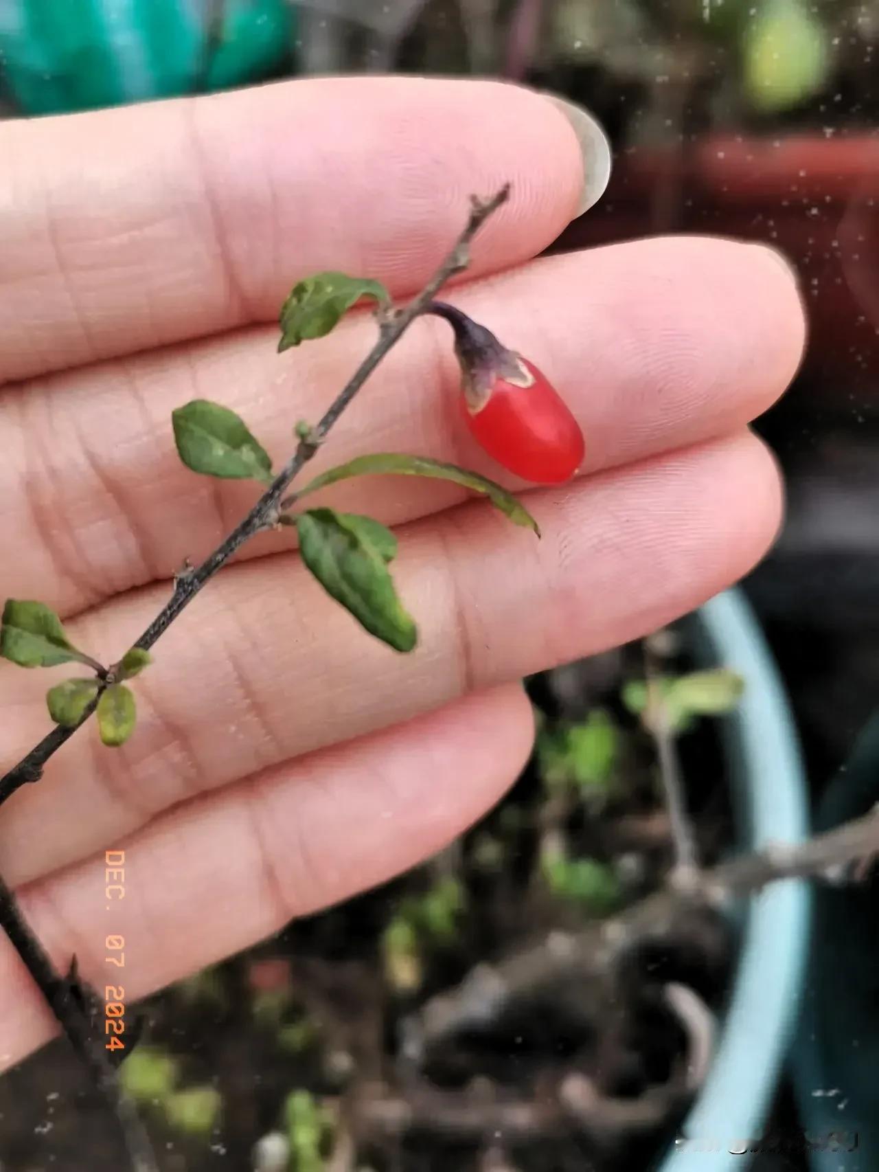 冬日里倔强的那些主子们
不经意间，
露台的植物让人惊喜无比
看到枸杞在冬日里红了