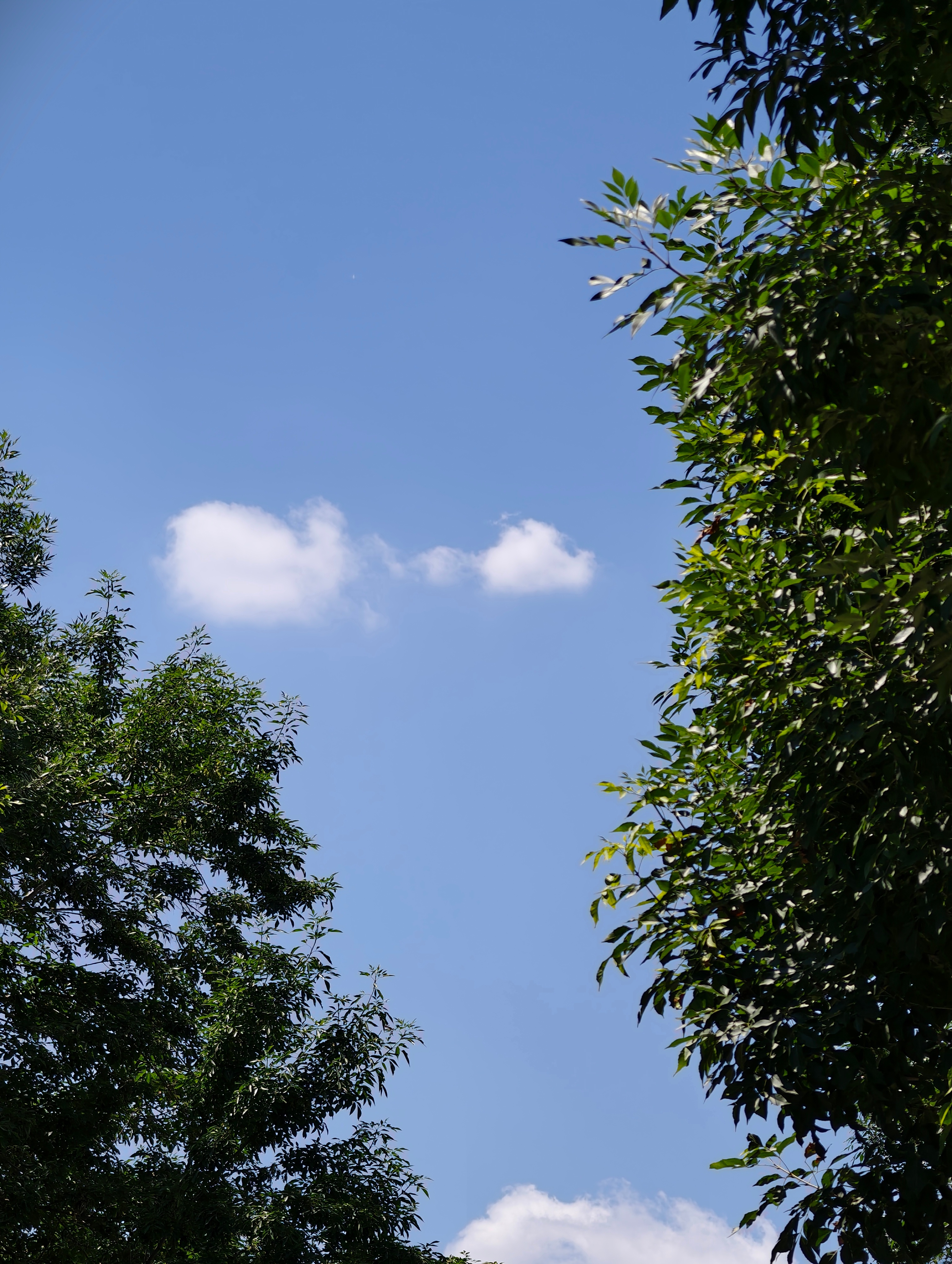 外面已经开始有蝉鸣盛夏真的来了 热🥵  ​​​