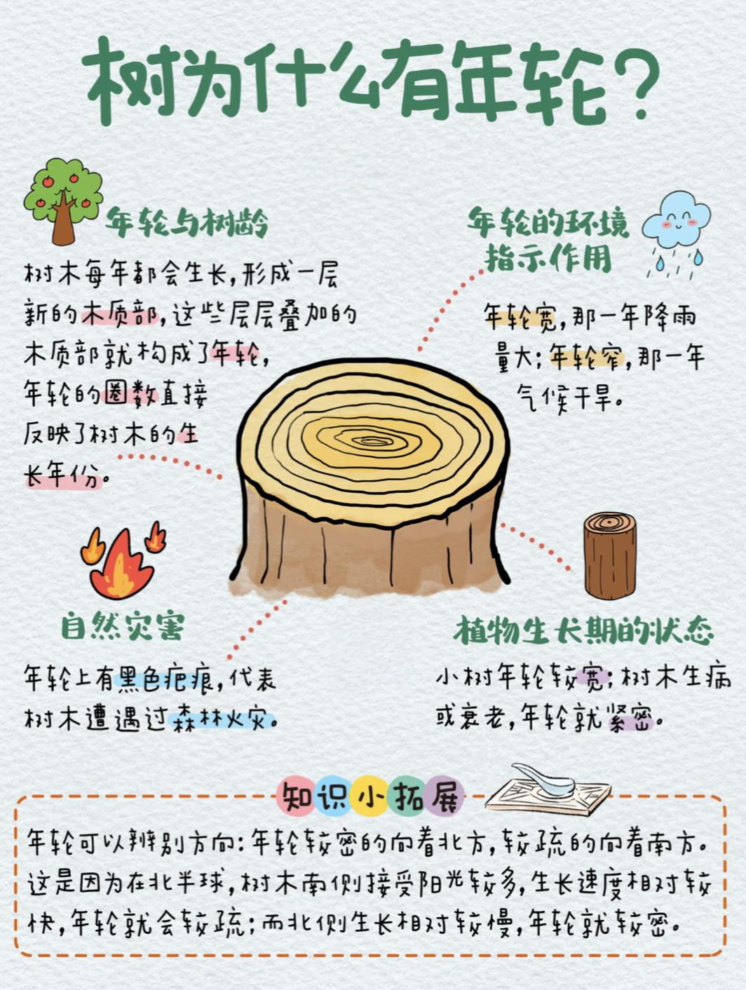 树为什么有年轮❓