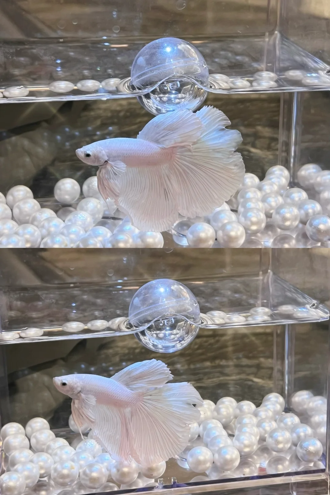 天生好斗鱼 孤独的美