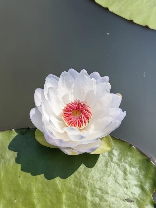 澳洲睡莲 春天的初花 像个美丽的小仙女～