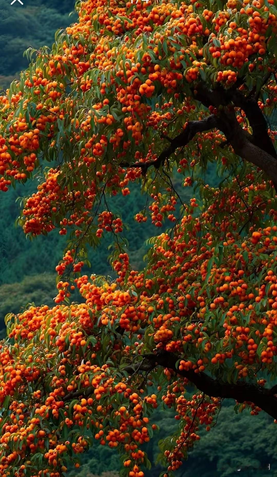 从古至今

有这样的说法

子不孝父子过

女不孝母子过

儿不嫌母丑

狗不嫌