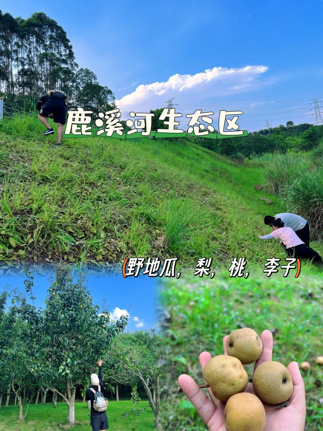 鹿溪河生态区打野成功‼️有野地瓜李子桃子梨