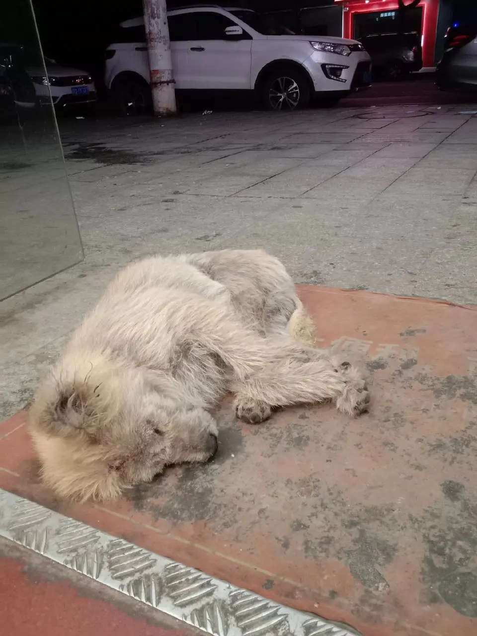 网友：流浪狗狗陪我熬夜的第三晚今天来上班就看到它了，交班的小姐姐说它早就过来了，