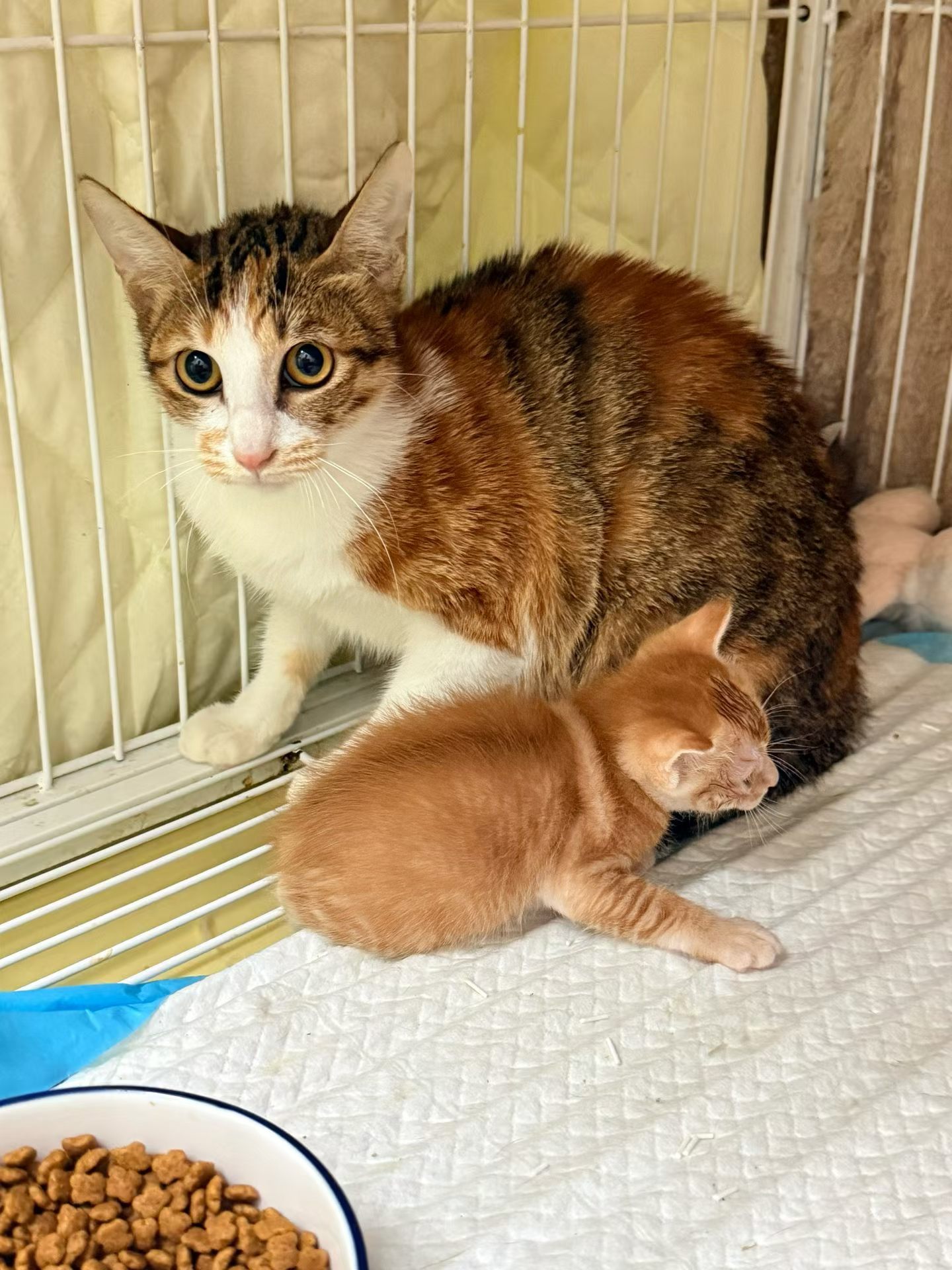 免费领养深圳领养 这是救的流浪猫妈妈兰兰的孩子们，昨天满月，这种一天都没有流浪过