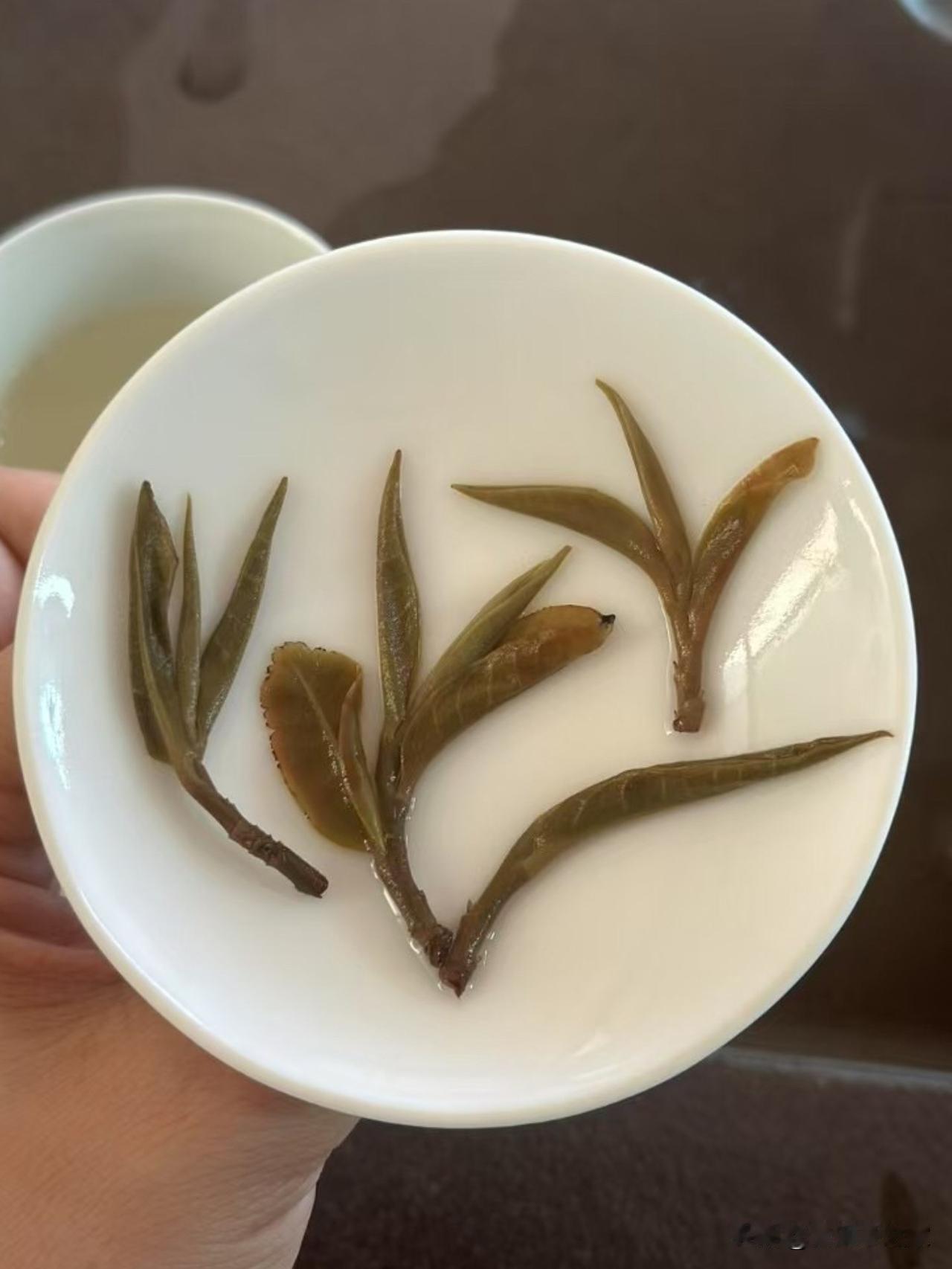 普洱茶中站茶喝过吗？只有曼松古树贡茶才能立起来？

很多茶友看普洱茶之家介绍曼松