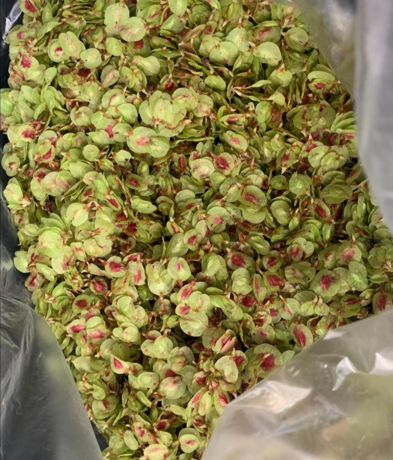 春天的第一口鲜来咯！
这玩意儿相信很多人都认识吧
它的名字叫做榆钱儿
以前我们家