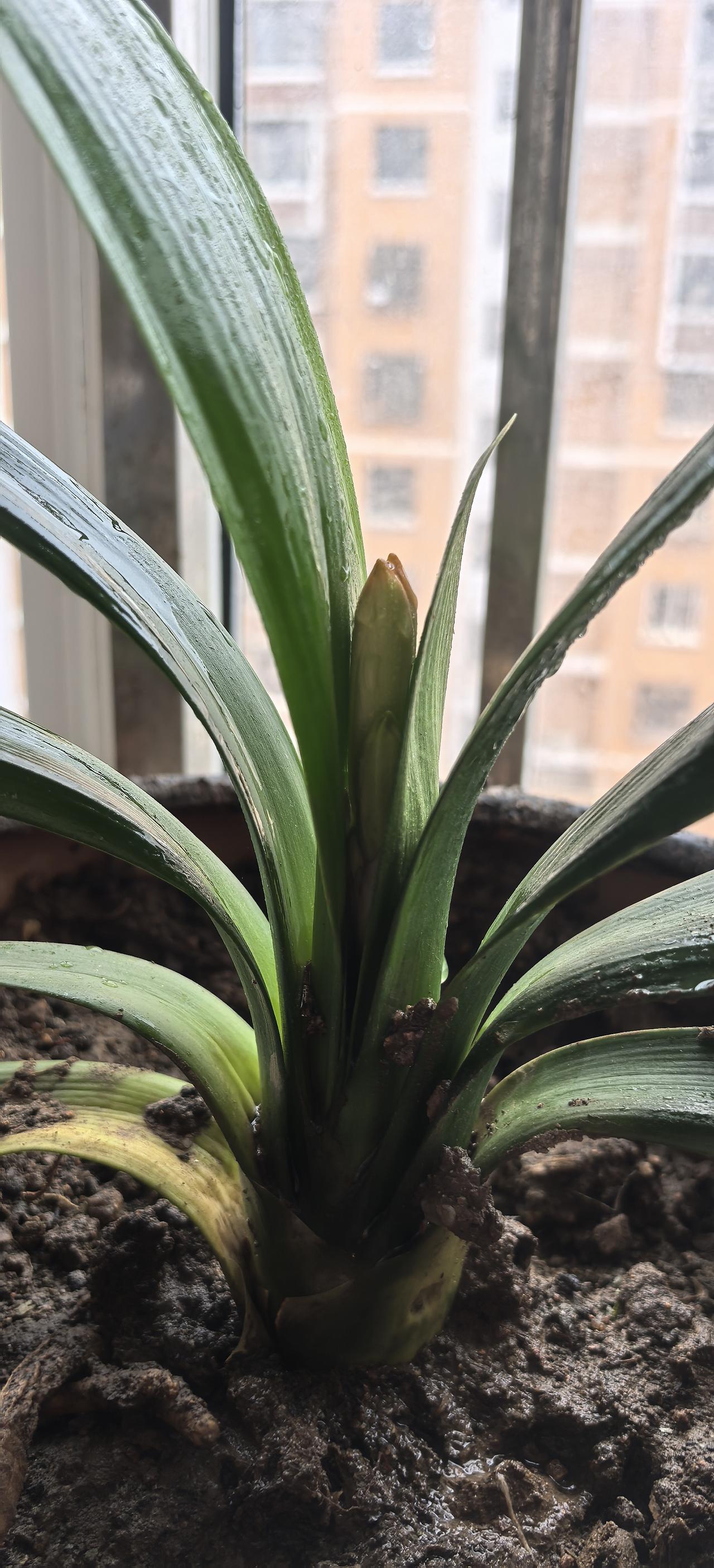 喜欢从不是轰轰烈烈的誓言
是清晨粥面的温度
是傍晚拂去肩头的花瓣
是把