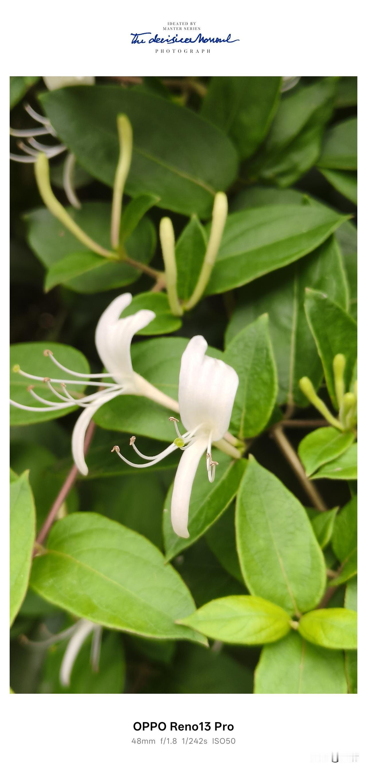 资阳八粮堰的春日限定！满院金银花香，采摘正当时🌿
 
资阳市雁江区八粮堰
 