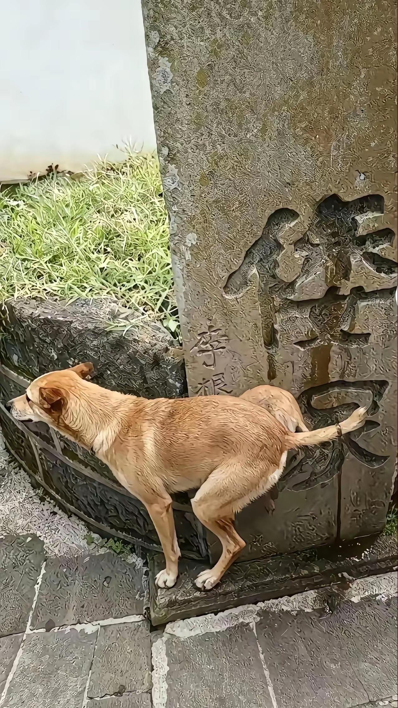 中华田园犬，我们不应该为它点个赞，说声好吗？它为什么要选择这个地方，而且是每天最