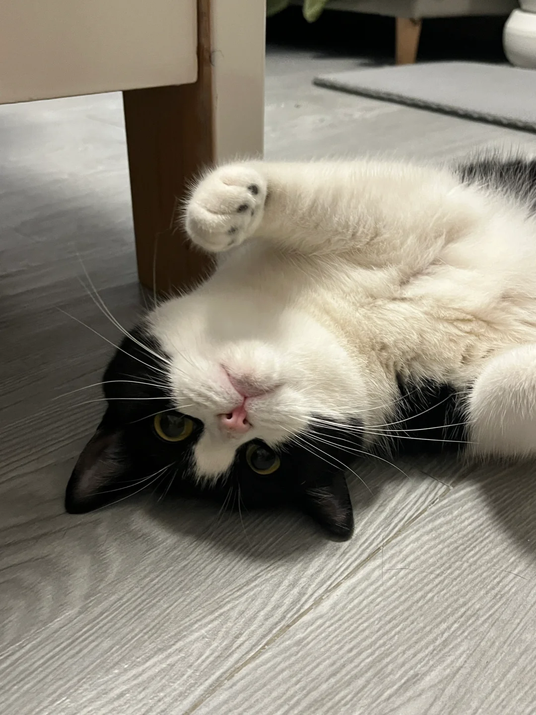 可爱到犯规啦！！！