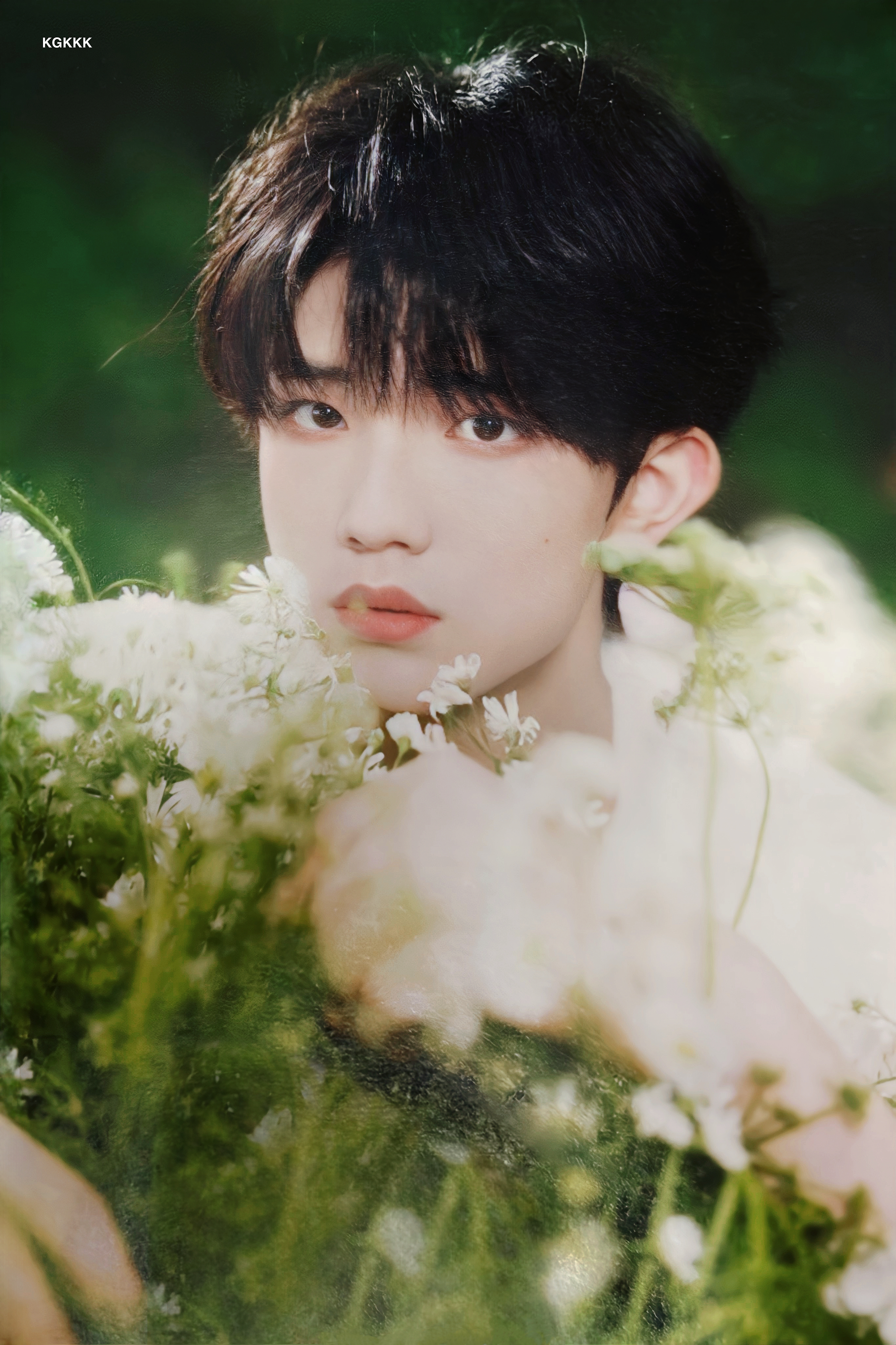 🕊️ 