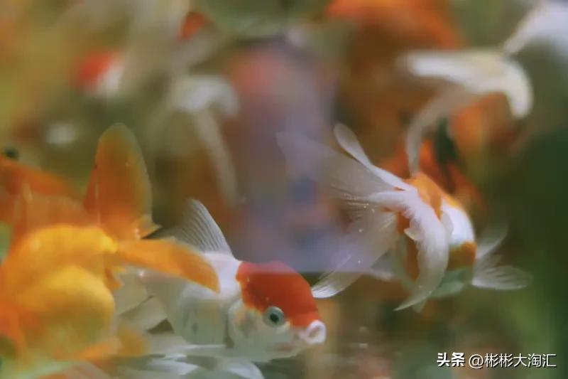 草金鱼的鱼缸密度受多种因素影响。幼鱼体型小，3 - 5 厘米的草金鱼，每升水养 