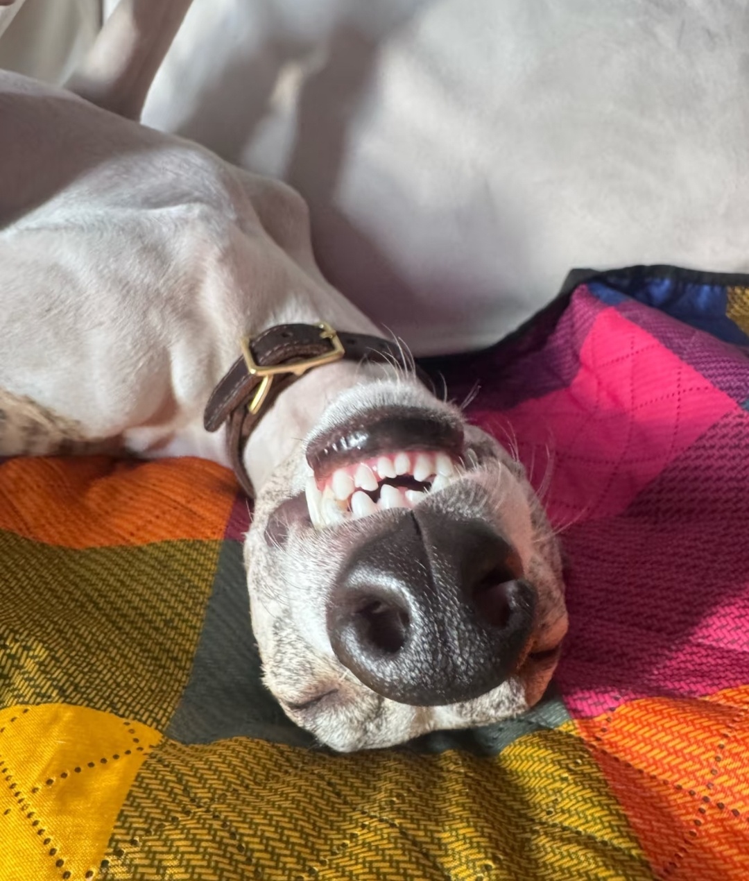 超绝鼻孔 ​​​