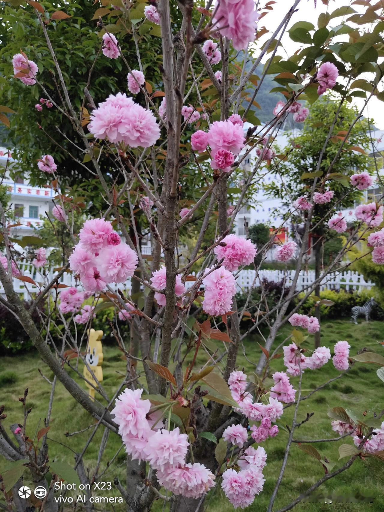 19年的花草树木，物是人非。