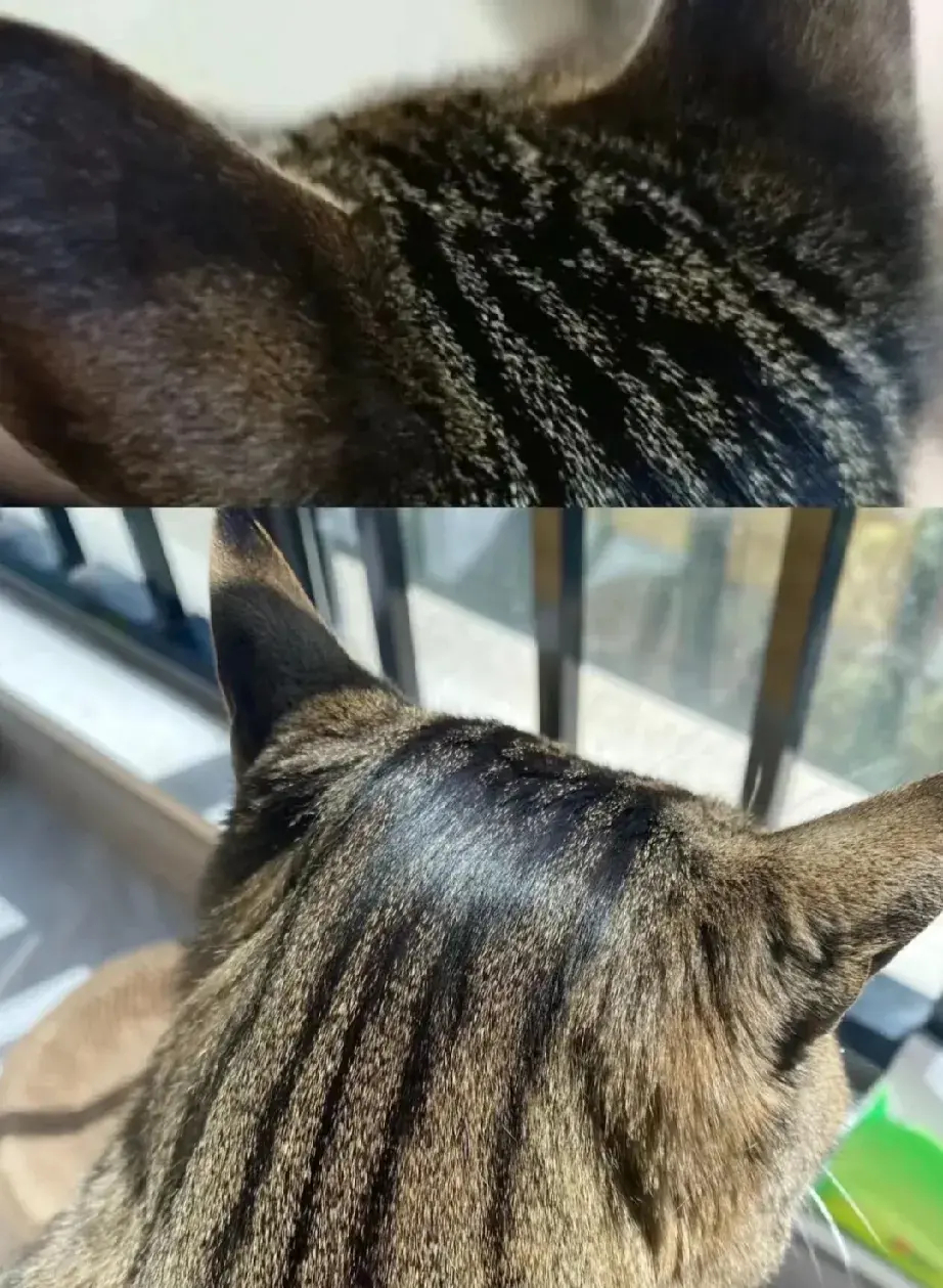 是不是只有狸花才有大油头啊？