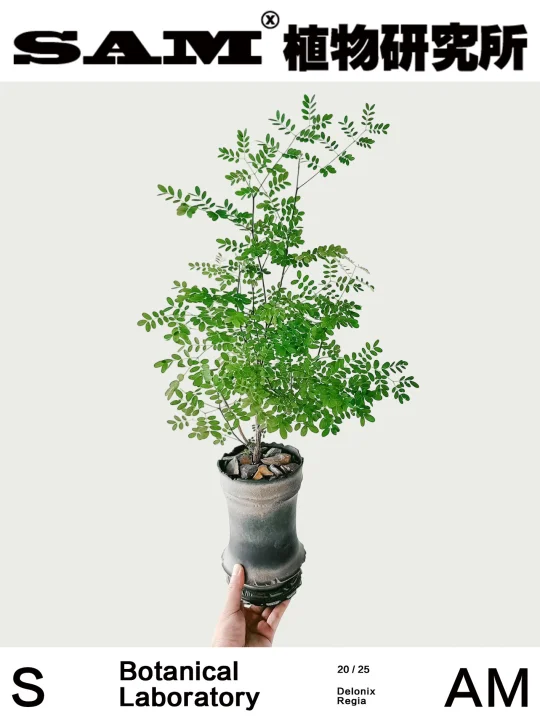迪氏凤凰木｜Delonix Decaryi