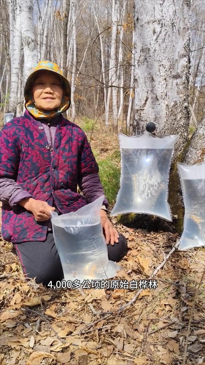 黑龙江原始白桦林，100%原浆桦树汁。
马上快满了，我家是小兴安岭的主脉原始大森